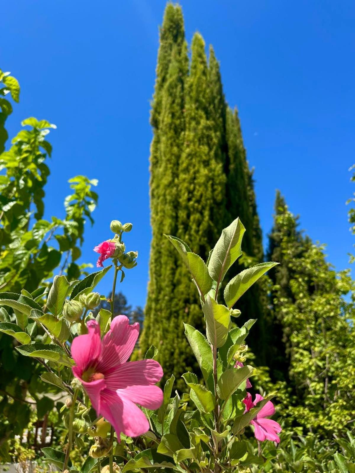 Demelida Villa In Tsada, Paphos Τσάδα Εξωτερικό φωτογραφία